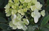 hortenzie latnat Silver Dolar - Hydrangea paniculata Silver Dolar