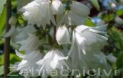 trojpuk drsn Pride of Rochester - Deutzia scabra Pride of Rochester