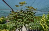 javor klen Brilliantissimum - Acer pseudoplatanus Brilliantissimum