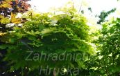 javor ml Golden Globe - Acer platanoides Golden Globe