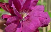 plamnek Red Star - Clematis Red Star