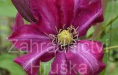 plamnek Betty Risdon - Clematis Betty Risdon