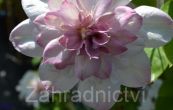 plamnek Innocent Blush - Clematis Innocent Blush