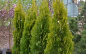 zeravec vchodn Pyramidalis Aurea - Thuja orientalis Pyramidalis Aurea