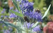 oechokdlec clandonsk Heavenly Blue - Caryopteris  clandonensis Heavenly Blue