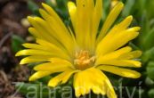 Delosperma basuticum Gold Nugget