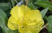 pupalka missoursk - Oenothera missouriensis