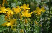 tezalka mnoholist Grandiflorum - Hypericum polyphyllum Grandiflorum