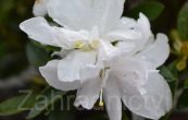 pnink japonsk Olga Niblett - Rhododendron japonicum Olga Niblett