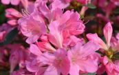 pnink japonsk Mme van Hecke - Rhododendron japonicum Mme van Hecke