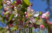 jablo - Malus sieboldii