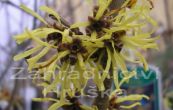 viln prostedn Westerstede - Hamamelis  intermedia Westerstede