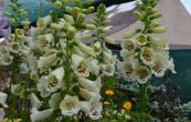 nprstnk Virtuoso Cream - Digitalis Virtuoso Cream