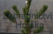 borovice drobnokvt Pummel - Pinus parviflora Pummel