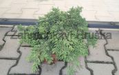 jalovec skaln Repens - Juniperus scopulorum Repens