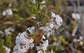 kalina vonn December Dwarf - Viburnum farreri December Dwarf