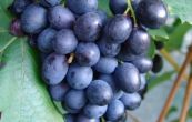 rva vinn Nero - Vitis vinifera Nero