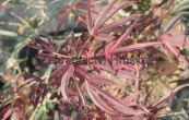 javor dlanitolist Enkan - Acer palmatum Enkan