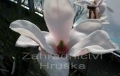 cholan Soulangev Alexandrina - Magnolia  soulangeana Alexandrina