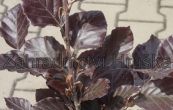 buk lesn Dawyck Purple - Fagus sylvatica Dawyck Purple