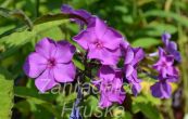 plamenka latnat Blue Paradise - Phlox paniculata Blue Paradise