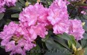 Pnink Lumina - Rhododendron Lumina