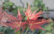 javor dlanitolist Phoenix - Acer palmatum Phoenix