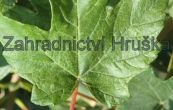 javor klen Brilliantissimum - Acer pseudoplatanus Brilliantissimum