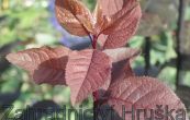 myrobaln cistena - Prunus  cistena