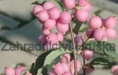 pmelnk Doorenbosv Magic Berry - Symphoricarpos  doorenbosii Magic Berry