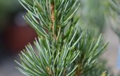 borovice drobnokvt Rijujin - Pinus parviflora Rijujin