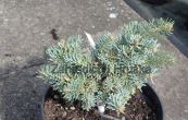 jedle ojnn Blue Saphire - Abies concolor Blue Saphire