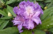 Pnink Alfred - Rhododendron Alfred