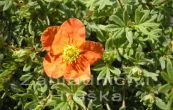 mochna kovit Red Ace - Potentilla fruticosa Red Ace