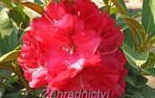 Pnink Wilgen's Ruby - Rhododendron Wilgen's Ruby