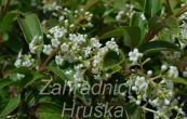 kalina nah Pink Beauty - Viburnum nudum Pink Beauty