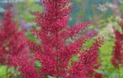 echrava Red Sentinel - Astilbe japonica Red Sentinel