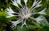 chrpa horsk Alba - Centaurea montana Alba