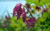 srdcovka zdobn Luxuriant - Dicentra formosa Luxuriant