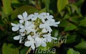 kalina asnat Watanabe - Viburnum plicatum Watanabe