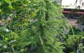 cedr himlajsk Gold Cascade - Cedrus deodara Gold Cascade