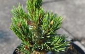 borovice osinat New Broom - Pinus aristata New Broom