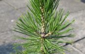 borovice blokor Nana - Pinus leucodermis Nana