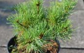 borovice drobnokvt Beran - Pinus parviflora Beran