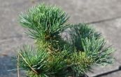 borovice drobnokvt Myojo - Pinus parviflora Myojo