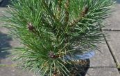 borovice smoln Watnong - Pinus resinosa Watnong