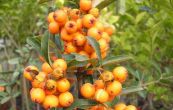 hlohyn arlatov Soleil d'Or - Pyracantha coccinea Soleil d'Or