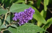 komule Davidova Blue Chip - Buddleja davidii Blue Chip