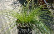 ostice stinn Thinny Thin - Carex umbrosa subsp. sabynensis Thinny Thin