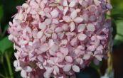 hortenzie stromkovit Pink Annabelle - Hydrangea arborescens Pink Annabelle